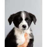 Четверо чудесных щенков ищут дом.