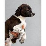 Четверо чудесных щенков ищут дом.