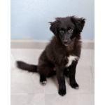 Четверо чудесных щенков ищут дом.