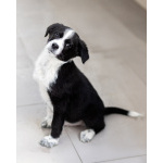 Четверо чудесных щенков ищут дом.