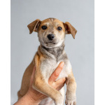 Четверо чудесных щенков ищут дом.