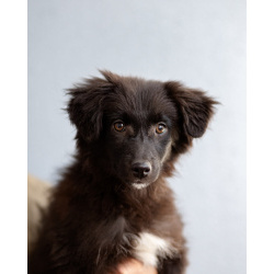 Четверо чудесных щенков ищут дом.