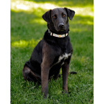 Чудесная собачка Шоколадка ищет дом.