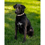 Чудесная собачка Шоколадка ищет дом.