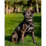 Чудесная собачка Шоколадка ищет дом.