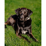 Чудесная собачка Шоколадка ищет дом.