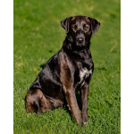 Чудесная собачка Шоколадка ищет дом.