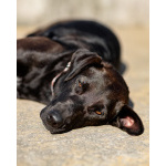 Чудесная собачка Шоколадка ищет дом.