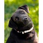 Чудесная собачка Шоколадка ищет дом.