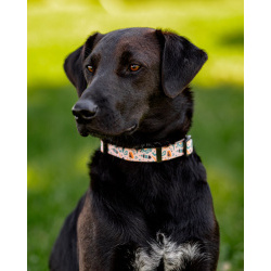 Чудесная собачка Шоколадка ищет дом.