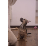 Щенок девочка ищу любящего хозяина