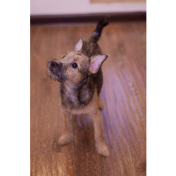 Щенок девочка ищу любящего хозяина