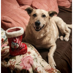 Лапус самый человекоорентированный пёс на свете!