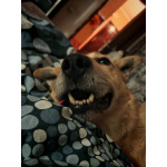 Лапус самый человекоорентированный пёс на свете!