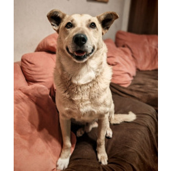 Лапус самый человекоорентированный пёс на свете!