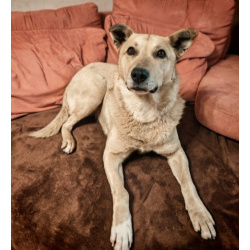 Лапус самый человекоорентированный пёс на свете!