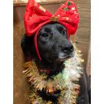 Собака с разноцветными глазами