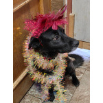 Собака с разноцветными глазами