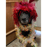 Собака с разноцветными глазами