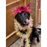 Собака с разноцветными глазами