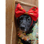 Собака с разноцветными глазами