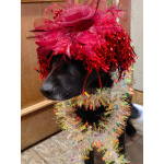 Собака с разноцветными глазами