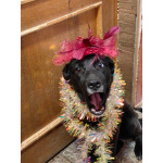 Собака с разноцветными глазами