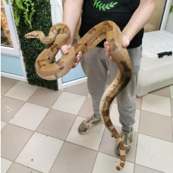 Императорский удав