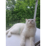 Снежанна ищет дом!