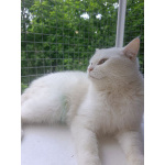 Снежанна ищет дом!