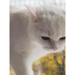 Снежанна ищет дом!