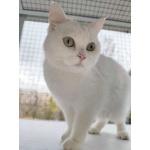 Снежанна ищет дом!