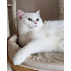 Снежанна ищет дом!