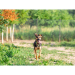 Активная красавица Ива ищет любящую семью!