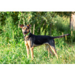 Активная красавица Ива ищет любящую семью!