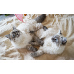 Котята Невская маскарадная очень пушистый