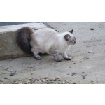 Котята Невская маскарадная очень пушистый