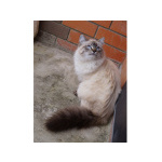 Котята Невская маскарадная очень пушистый