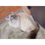 Котята Невская маскарадная очень пушистый