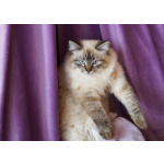 Котята Невская маскарадная очень пушистый