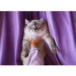 Котята Невская маскарадная очень пушистый