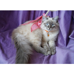 Котята Невская маскарадная очень пушистый