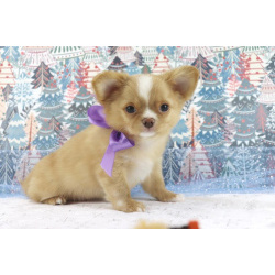 Чихуахуа щенки Шоколадные Красотки