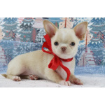 Чихуахуа щенки