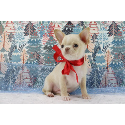 Чихуахуа щенки