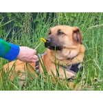 Некрупный солнечный пес Айк ищет дом