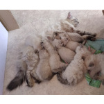 Котята Невская маскарадная очень пушистый