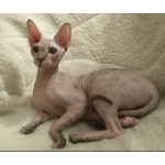 Донские котята ДГГ