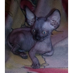 Донские котята ДГГ