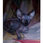 Донские котята ДГГ